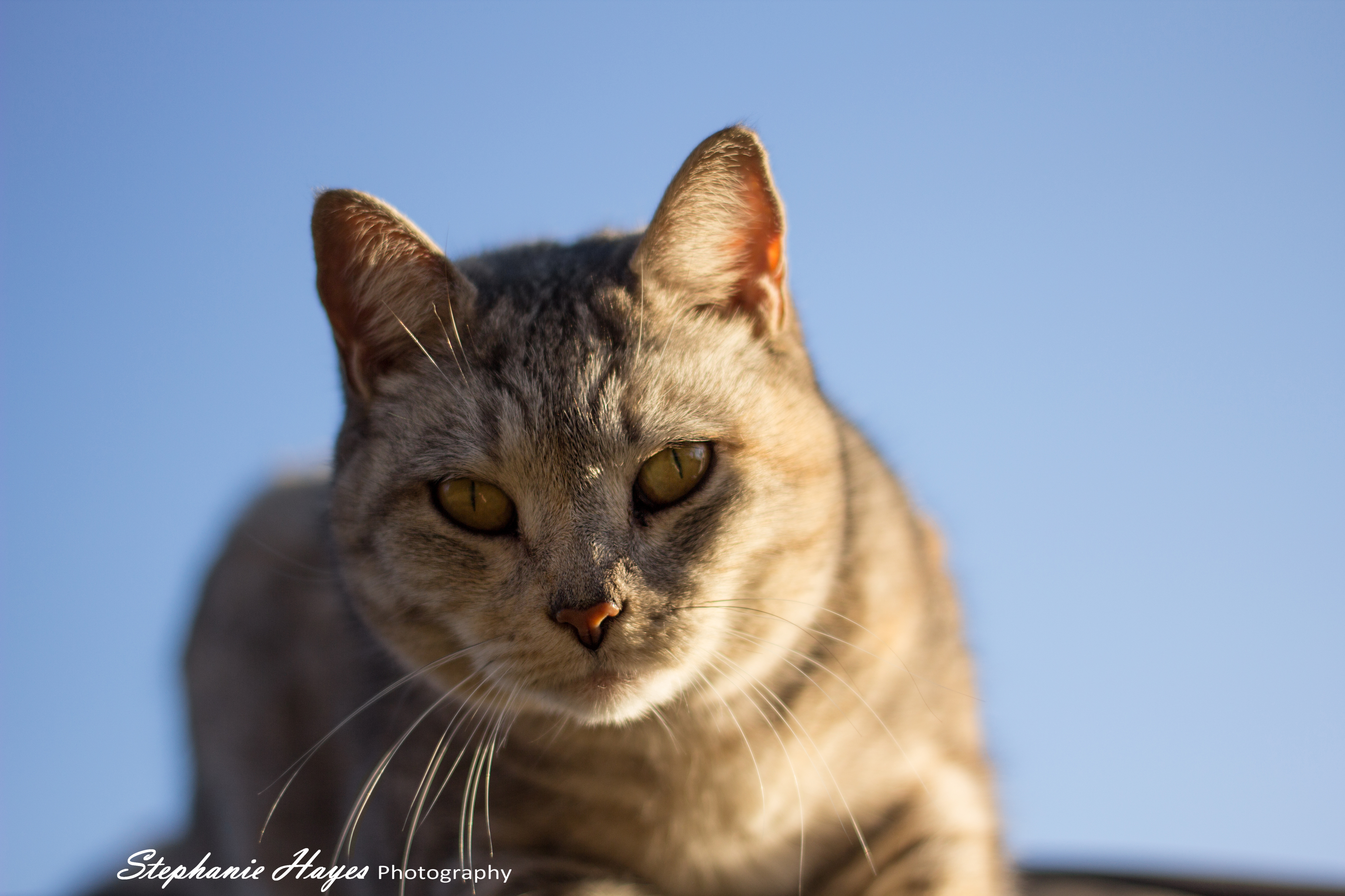 aa_MG_9600